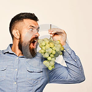 Farmer shows his harvest. Man with beard holds green grapes