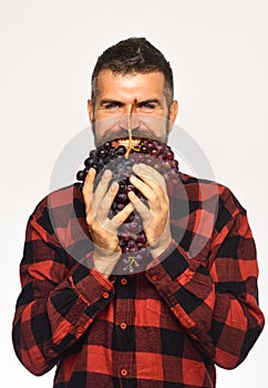Farmer shows his harvest. Man holds purple grapes as beard
