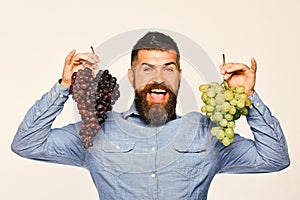 Farmer shows his harvest. Winegrower with cheerful face holds grapes