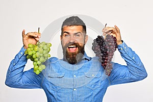 Farmer shows his harvest. Winegrower with cheerful face holds grapes