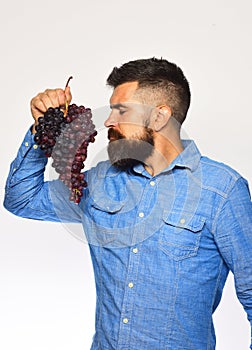 Farmer shows his harvest. Winegrower with dreamy face smells grapes