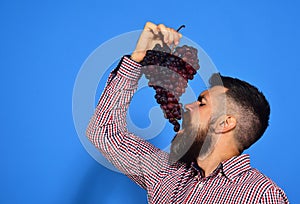 Farmer shows his harvest. Winegrower eats cluster of grapes