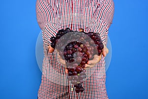 Farmer shows his harvest. Winegrowers palms full of purple grapes