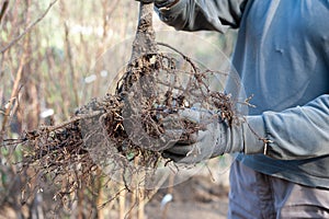 Farmer shows the roots of a small tree, before transplantation