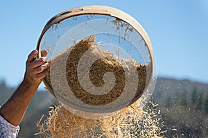 Farmer sifts grains during harvesting time to remove chaff