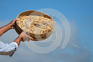 Farmer sifts grains during harvesting time to remove chaff