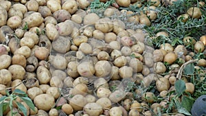 Farmer sorts potatoes on the field