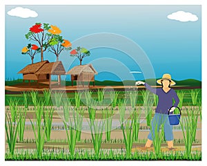 Farmer sow manure in paddy field