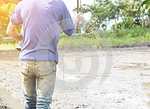 Farmer sow the seeds rice in farm