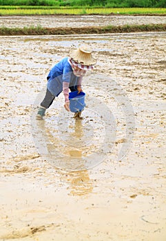 Farmer sowing rice seed