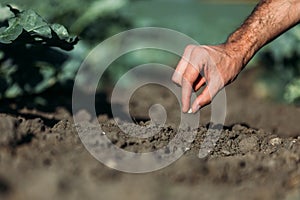 Farmer sowing seed