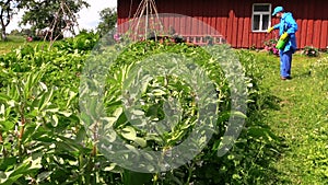 Farmer spray pesticide on bean plants near rural house