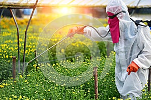 Farmer sprayed fertilizer on the flower farms