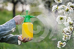 Farmer spraying blooming fruit tree against plant diseases and pests.