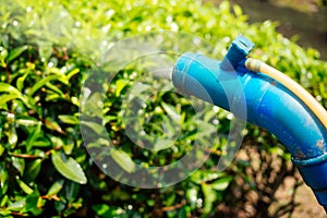 Farmer spraying bush with manual pesticide sprayer against insects on tea trees in India Kerala Munnar plantations