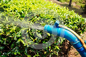 Farmer spraying bush with manual pesticide sprayer against insects on tea trees in India Kerala Munnar plantations