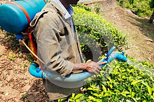 Farmer spraying bush with manual pesticide sprayer against insects on tea trees in India Kerala Munnar plantations