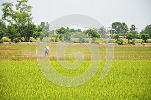 Farmer spraying herbicide on Paddy and rice field
