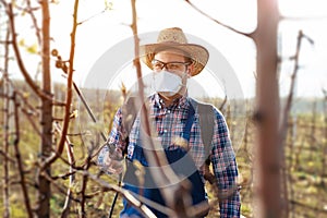 Farmer is spraying herbicide in an pear orchard