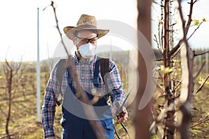 Farmer is spraying herbicide in an pear orchard