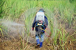 Farmer spraying herbicide on Sugarcane Field