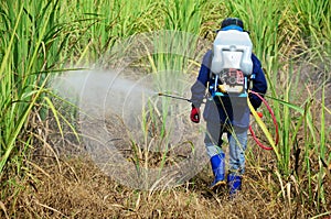 Agricultor rociar herbicida sobre el Cana de azúcar 