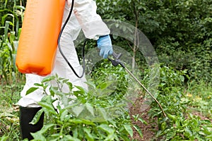 Farmer spraying herbicides, pesticides or insecticides in the vegetable garden