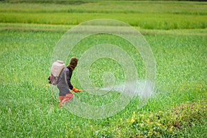 Farmer spraying insecticides