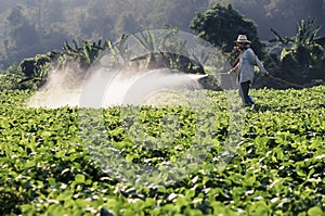 Contadino spray pesticida sul 