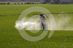 Farmer spraying pesticide in paddy field