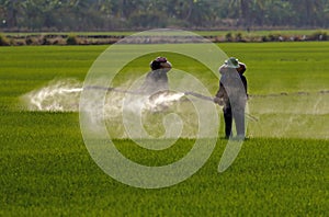 Farmer spraying pesticide in paddy field