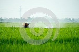 A farmer spraying pesticide at paddy field