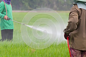 Farmer spraying pesticide in the rice field