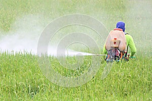 Farmer spraying pesticide in the rice field