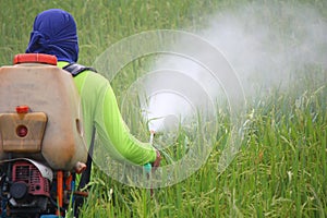 Farmer spraying pesticide in the rice field