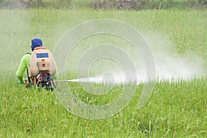 Farmer spraying pesticide in the rice field