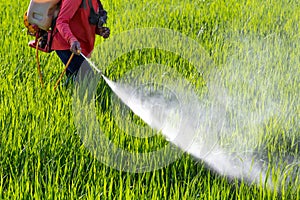 Farmer spraying pesticide in the rice field