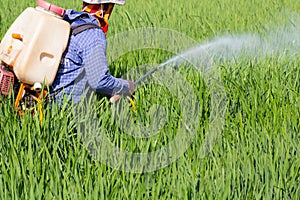 Farmer spraying pesticide in the rice field