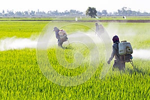 Farmer spraying pesticide in the rice field