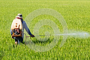 Farmer spraying pesticide in the rice field