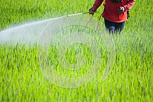 Farmer spraying pesticide in the rice field