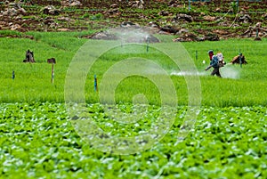 Farmer spraying pesticide Terrace rice fields