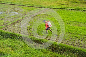 Farmer spraying pesticide to rice by insecticide sprayer with a proper protection in the paddy field