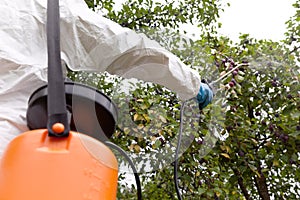 Farmer spraying toxic herbicides, pesticides or insecticides in an orchard