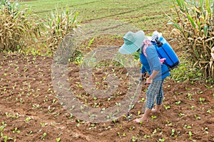 farmer spraying toxic pesticides or insecticides in vegetable fa