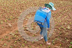 farmer spraying toxic pesticides or insecticides in vegetable fa