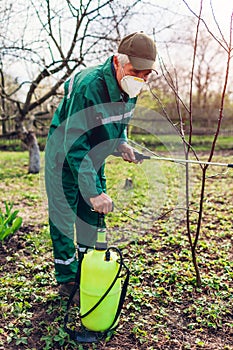 Farmer spraying tree with manual pesticide sprayer against insects in spring garden. Agriculture and gardening