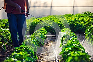 Farmer spraying vegetable green plants in the garden with herbicides, pesticides or insecticides