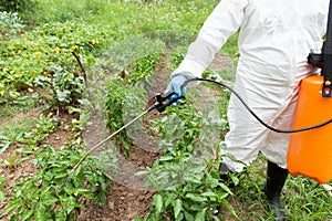 Farmer spraying vegetables in the garden with herbicides, pesticides or insecticides.