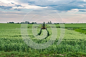 Farmer spraying wheat field with tractor sprayer at spring season